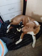 �����. ����