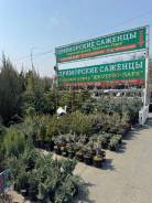 �������� ��������. �� �������. ������������ �����,���.��-����,��.������� 1� ����