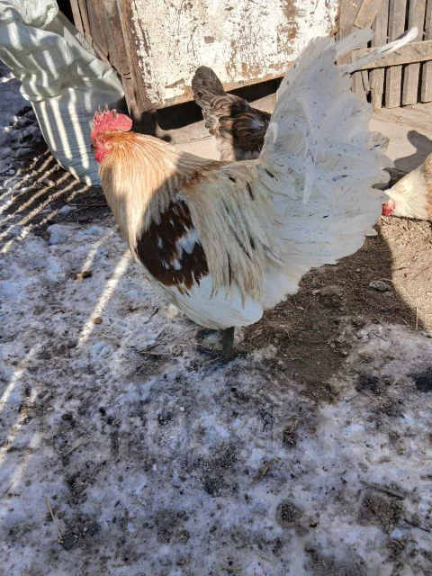 ����. ����