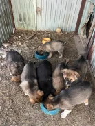 ������. ����