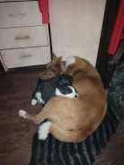 ������-����������� �����. ����