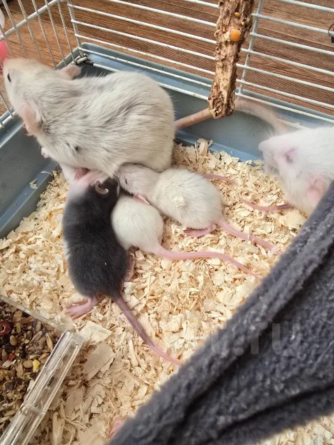 �����. ����