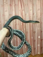 ������. ����