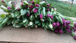 ��������. ����