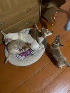 ������. ����