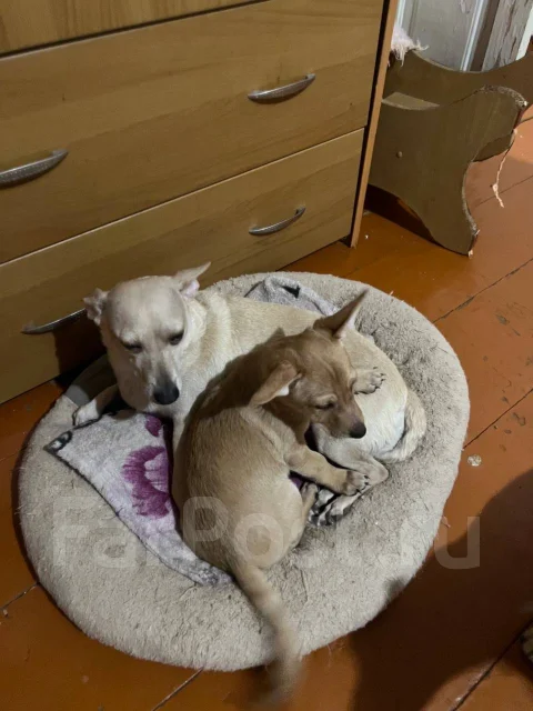������. ����