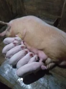 �������� ����