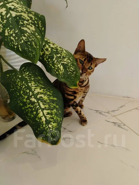 ���������. ����