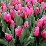 ��������. ����