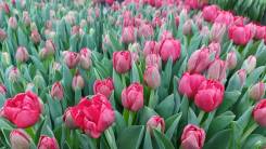 ��������. ����