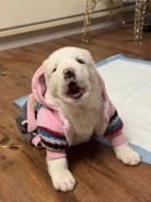 ������. ����