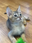 �����. ����