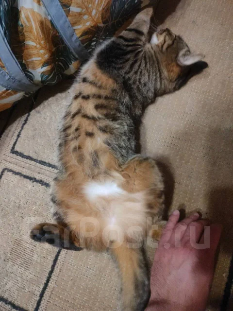 �����. ����