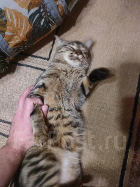 �����. ����