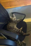 �����. ����