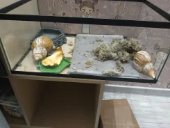 ������� ����������. ����