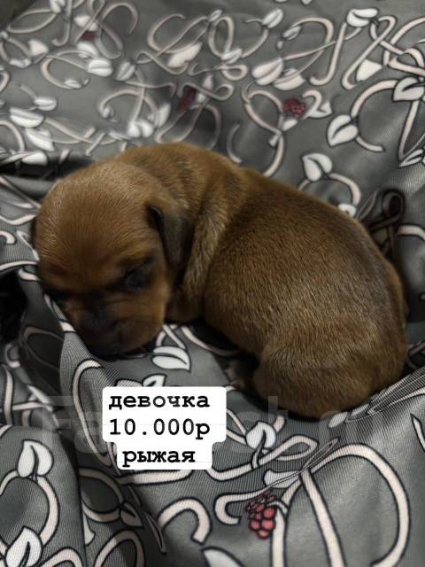 �����. ����