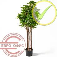 ������������� �����, ��������. ����