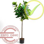 ������ �������������. ����