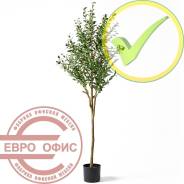 ������������� �����, ��������. ����