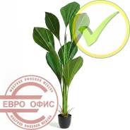 ������������� �����, ��������. ����