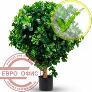 ������������� �����, ��������. ����