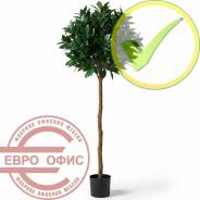 ������������� �����, ��������. ����