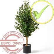 ������������� �����, ��������. ����