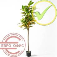 ������������� �����, ��������. ����