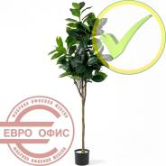 ������ �������������. ����