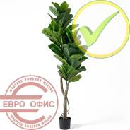 ������ �������������. ����