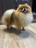 ����. ����