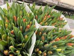 ��������. ����