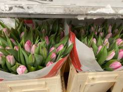 ��������. ����