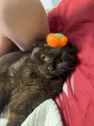 ����� �����. ����