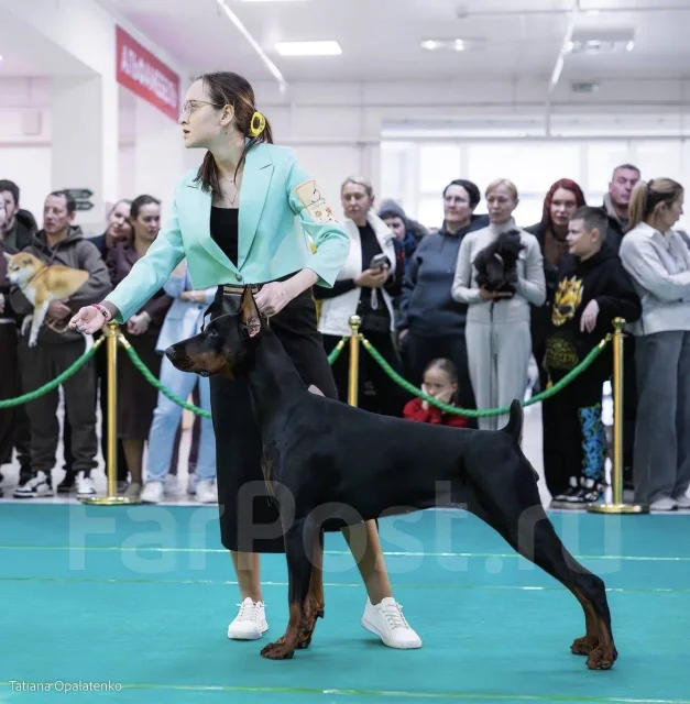��������. ����