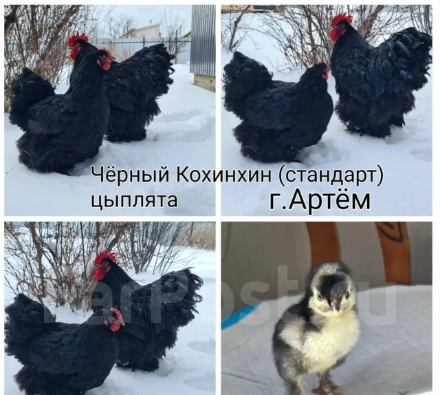 ����. ����