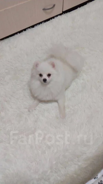 ����. ����