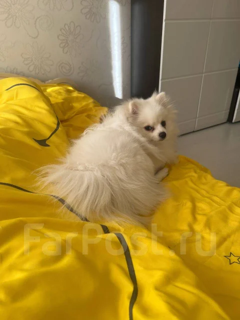 ����. ����