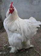 ����. ����