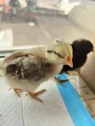 ����. ����