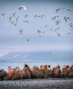 ������������. ���. ������� ����