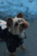 ����� �����. ����