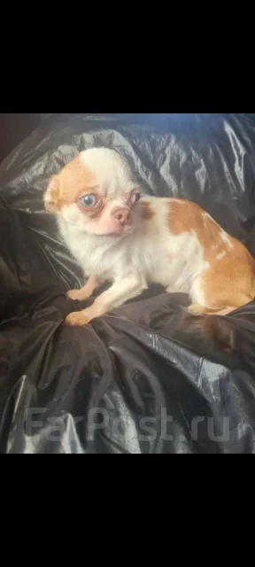 ��������. ����