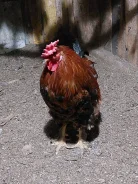 ����. ����