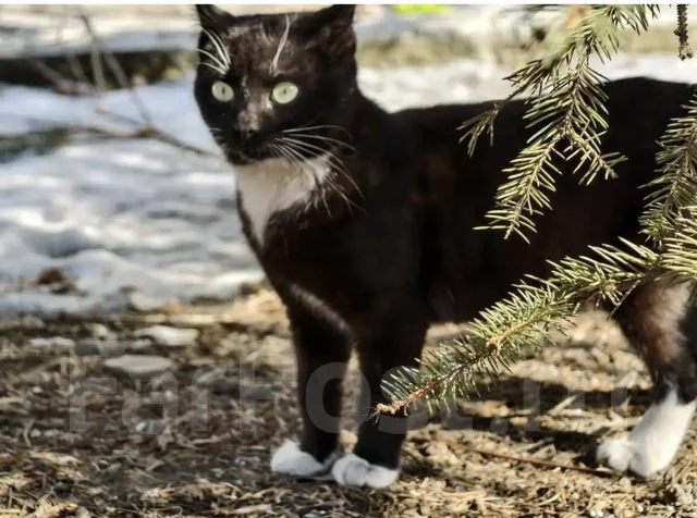 �����. ����