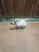������. ����
