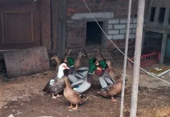 ����. ����