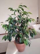 ������ �������������. ����