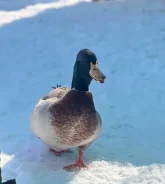 ����. ����
